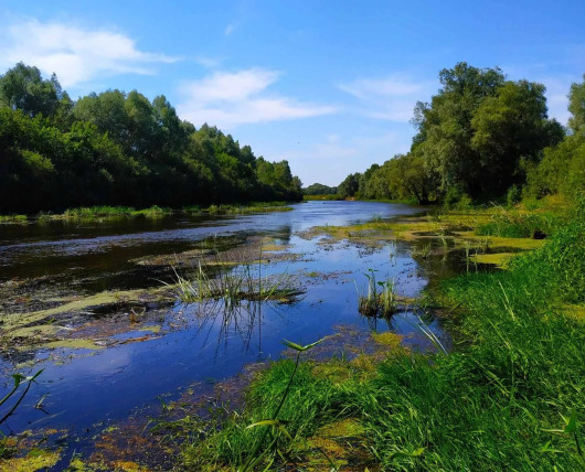 Чим унікальна вода річки Снов - третьої по довжині течії на Чернігівщині?