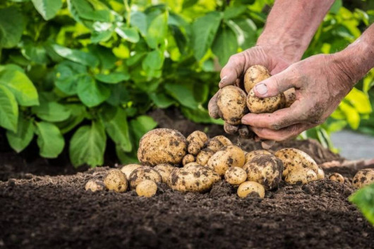 Ще одне нескладне питання. У північних районах Чернігівської області «замість» картоплі готують...